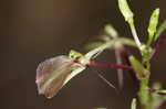 Brown widelip orchid <BR>Lily-leaf twayblade